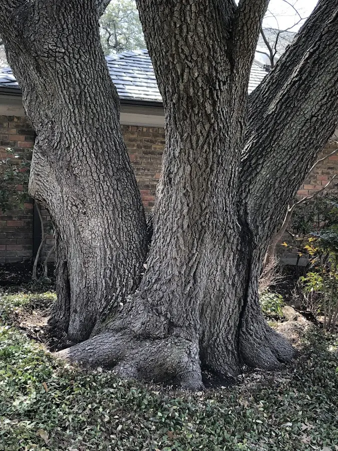 Mature heritage tree close to a Sunderland property cared for by certified arborists